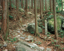 �c�d���g���R�[�X