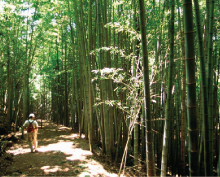 �g�c�{�`�吁���R�[�X