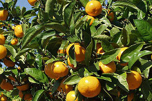 �݂�����̌�