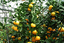 ��l�݂���